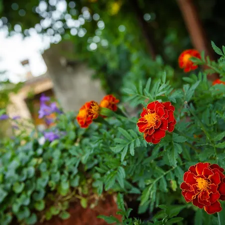 Antica Pinciana Agriturismo Капальбио